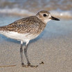 Black-bellied Plover